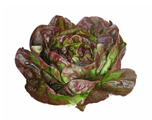 Laitue brune © hcast