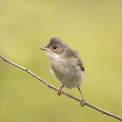 small funny angry baby bird sitting on a branch