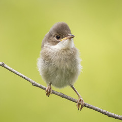 small funny angry baby bird sitting on a branch