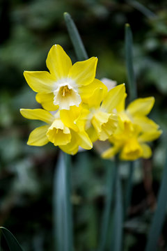 144 BESTE "Gelbe Narzissen" BILDER, STOCK-FOTOS & -VEKTORGRAFIKEN