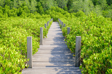 Long wood bridge in mangrove forest, Thailand
