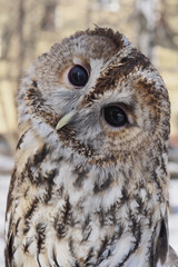 owl