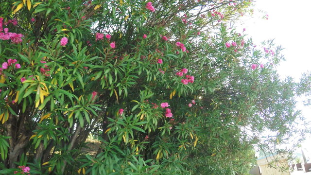Blooming magnolia bushes