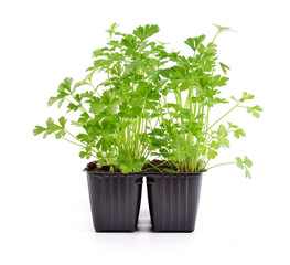Parsley seedling in pot isolated on white background.