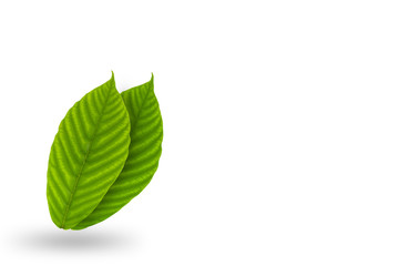 Green leaves isolated on white background.