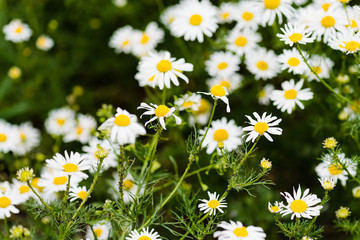 Fototapeta premium Wild chamomile on a meadow.