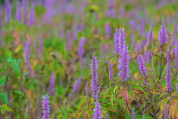 Close up lavender flower field