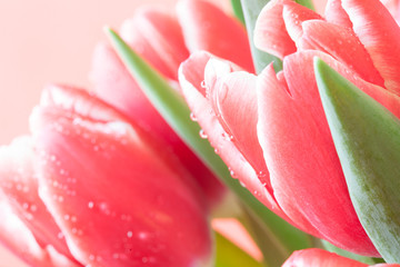 Fototapeta premium the buds of tulips in dew drops closeup
