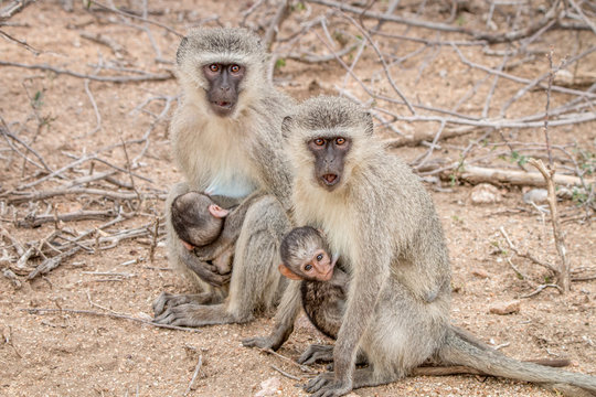 Two Vervet monkeys with babies