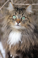 Naklejka na ściany i meble Norwegische Waldkatze mit türkis-grünen Augen