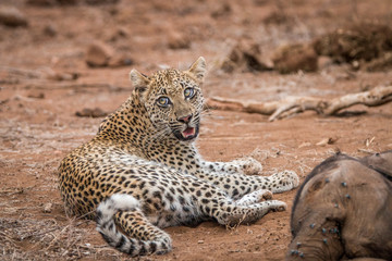 Fototapeta na wymiar Leopard laying next to a baby Elephant carcass