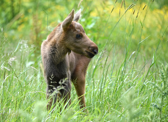 Fototapeta premium Elchkalb im Gras