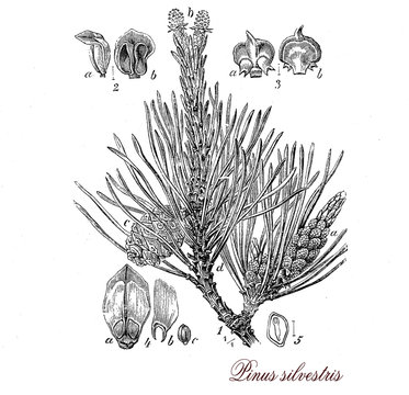 Scots pine,botanical vintage engraving