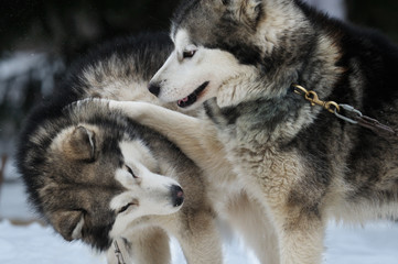 Alaskan malamute playing