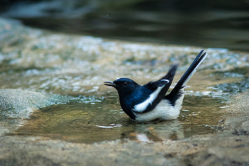 The Oriental Magpie Robin.