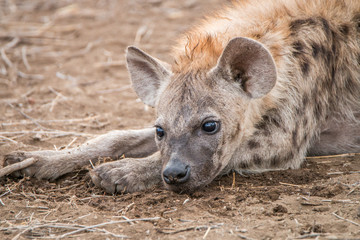 Spotted hyena cub laying down