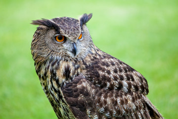 Greifvogel braune Eule
