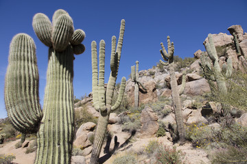 Giant thorny Saguaro Cactus in Sonoran Desert of Southwestern USA