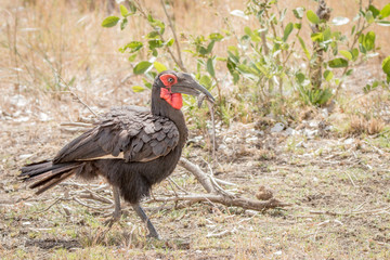 Southern ground hornbill with a Lizard