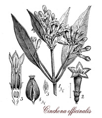 Cinchona officinalis medical plant, botanical vintage engraving