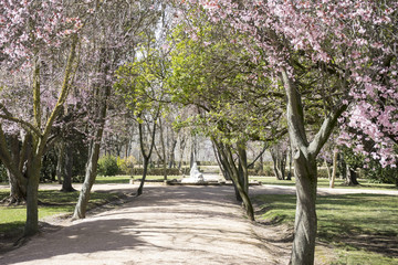 spring, details of cherry blossoms with beautiful pink petals.