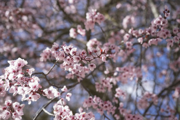 travel, spring, details of cherry blossoms with beautiful pink p