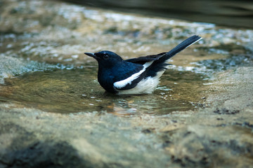 The Oriental Magpie Robin.