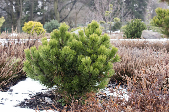 green dwarf mountain pine