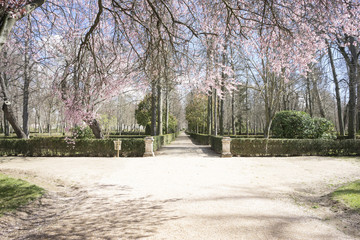 spring, details of cherry blossoms with beautiful pink petals.