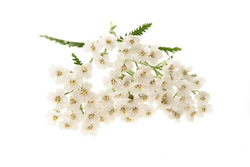 White yarrow © Scisetti Alfio