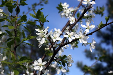 White flowers of the cherry blossoms on a spring day in the park