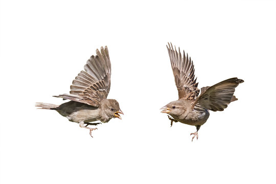two birds sparrows with outstretched wings on a white background