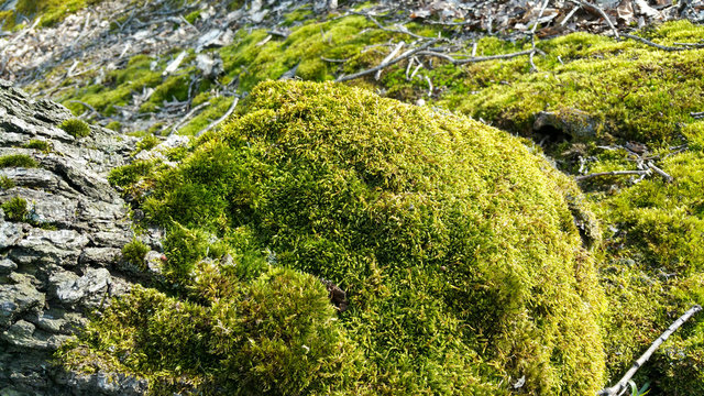 green moss and mushroom