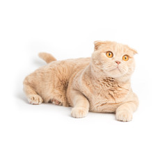 Relaxed scottish fold cat laying on the white background looking up