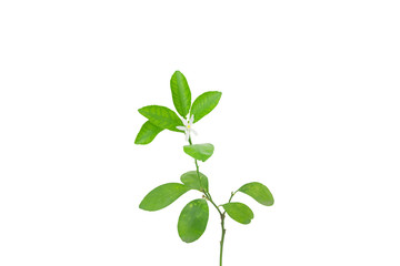 lemon green leaves and flowers isolated on white background.