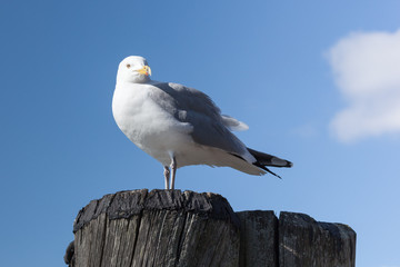 Seagulls Standing on a Dock