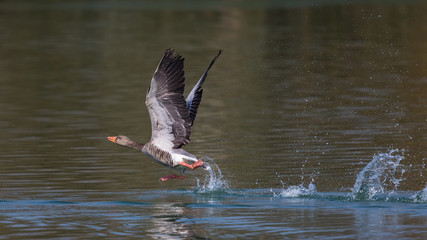 Grey Goose (Anser anser) taking off from green water