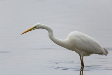 Great White Heron (Egretta Alba) waiting for fish