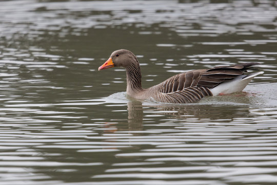 Grey Goose (Anser anser) Swimming in green water