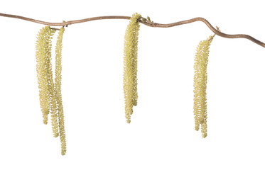 Hazel branch with catkins