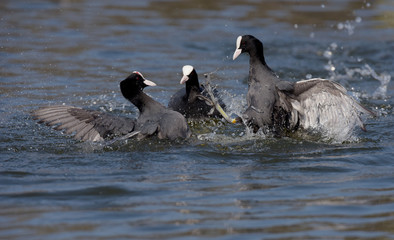Eurasian Coot, Coot, Fulica atra - spring flight.