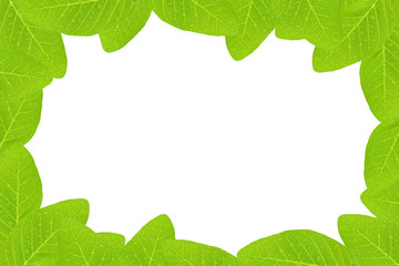 Water drop on fresh green leaf frame isolated on white backgroun