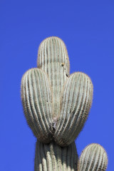 Giant thorny Saguaro Cactus in Sonoran Desert of Southwestern USA
