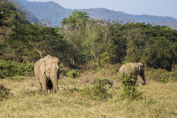 Obraz premium Elephant in Chiang Mai, Thailand