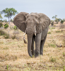 Fototapeta na wymiar An Elephant walking towards the camera