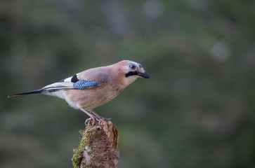 Geai des ch&ecirc;nes