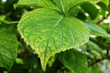 Fototapeta na wymiar Green Leaf Macro