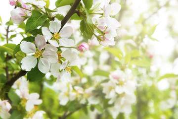 Fototapeta na wymiar Spring background with apple flowers