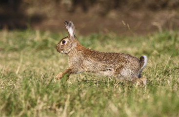 Wild rabbit jumping