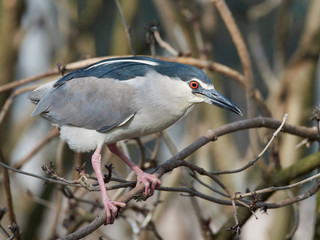 Black-crowned night heron (Nycticorax nycticorax)
